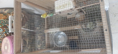 SAR 130,  For Sale 2pcs Loves Birds With Cage photo 2