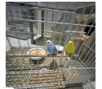 SAR 300,  Health Birds Australian Buggies photo 2