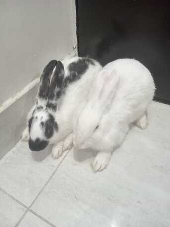 SAR 150,  🐰 Rabbits For Sale 🐰