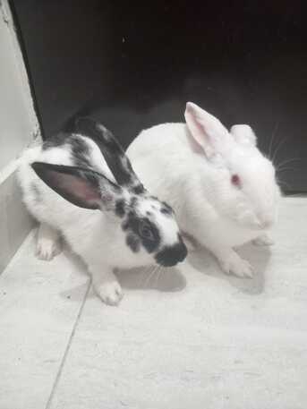 SAR 150,  🐰 Rabbits For Sale 🐰 photo 2