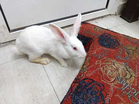 SAR 150,  🐰 Rabbits For Sale 🐰 photo 3