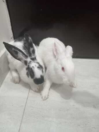 SAR 150,  🐰 A Pair Of Rabbits For Sale 🐰 photo 3