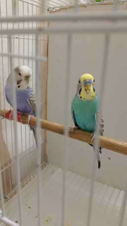 SAR 100,  Adult Birds photo 2