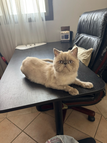 Two Male Cats