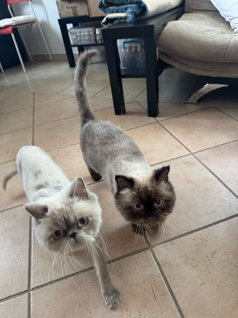 Two Male Cats photo 2