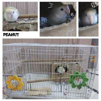 SAR 200,  Selling Lovebirds photo 1