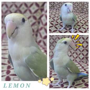 SAR 200,  Selling Lovebirds photo 2