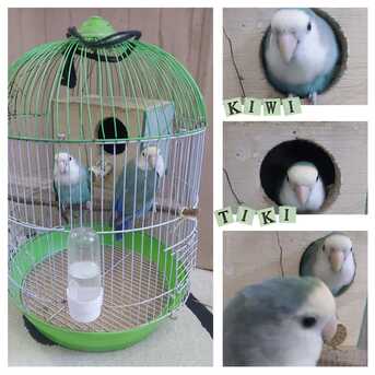 SAR 400,  Selling Lovebirds photo 1