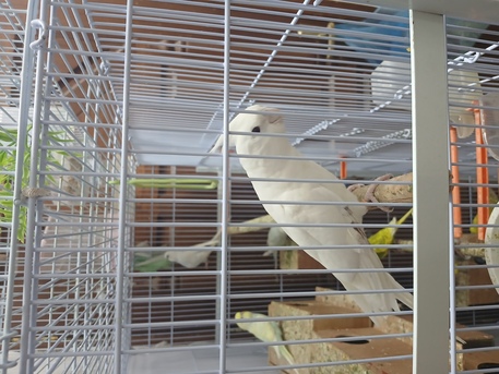 SAR 120,  Beautiful Birds For Sale