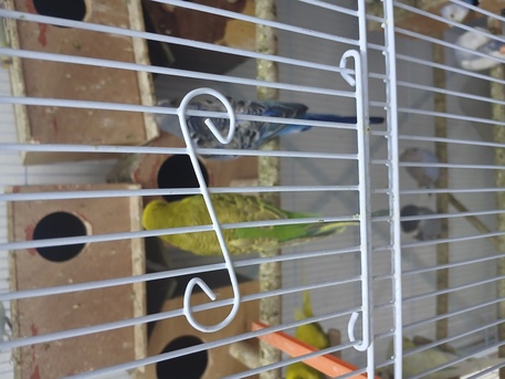 SAR 120,  Beautiful Birds For Sale photo 2