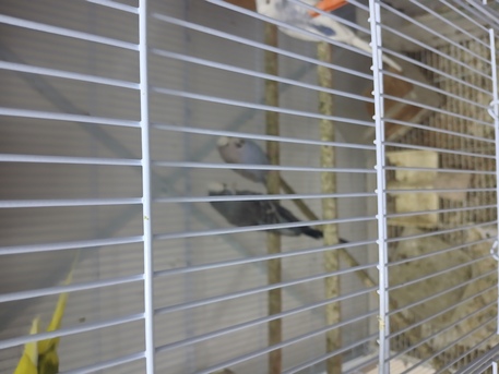 SAR 120,  Beautiful Birds For Sale photo 3