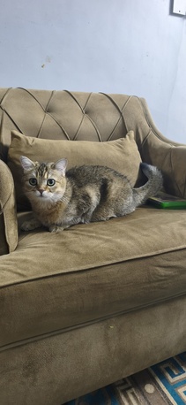 SAR 1,  British Short Cat Avaible photo 3