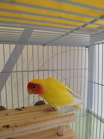 SAR 300,  Pair Of Beautiful Yellow Rose Love Birds For Sale – With/without Cage