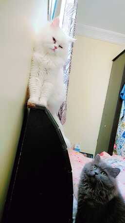 SAR 1000,  Himalayan Snow White Female Premium Quality With Passport For Sale Very Law Price photo 2