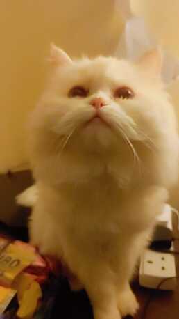 SAR 3000,  Premium Quality British & Himalayan Persian Cats Pair For Sale (with Pet Passports)