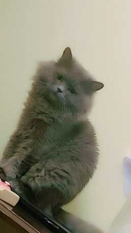 SAR 3000,  Premium Quality British & Himalayan Persian Cats Pair For Sale (with Pet Passports) photo 2
