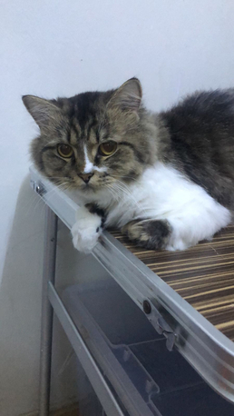 FOR FREE/ Cat For Adoption photo 1