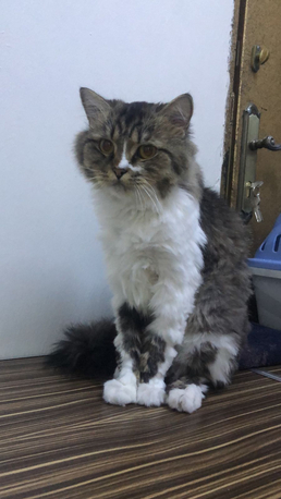 FOR FREE/ Cat For Adoption photo 2