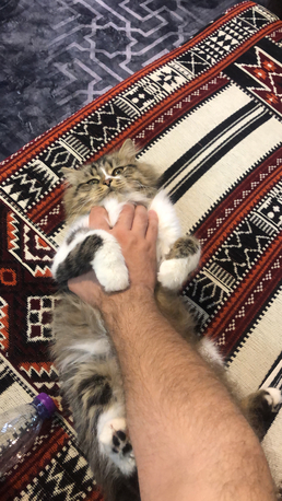 FOR FREE/ Cat For Adoption photo 3