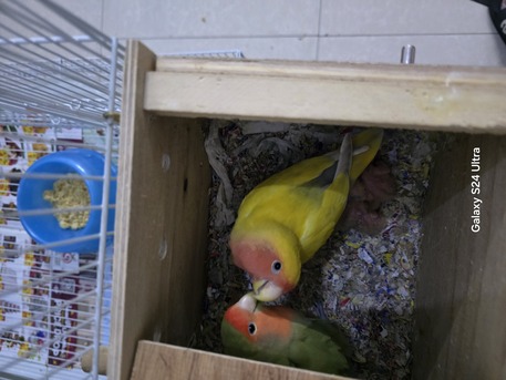 SAR 500,  Breeding Pair