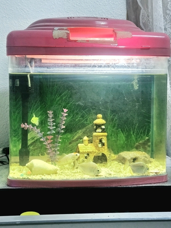 SAR 450,  Big Aquarium With 5 Beautiful Fish
