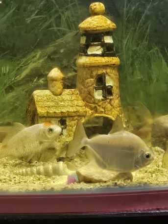 SAR 450,  Big Aquarium With 5 Beautiful Fish photo 2