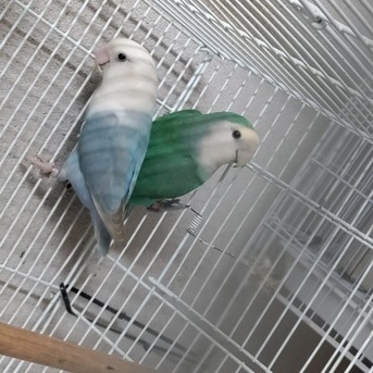 SAR 1200,  Rose & Budgie Birds For Sale (Breeding Pairs Complete Setup) photo 1