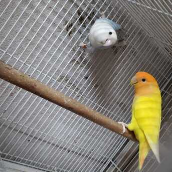 SAR 1200,  Rose & Budgie Birds For Sale (Breeding Pairs Complete Setup) photo 2