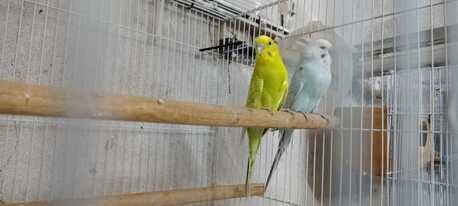 SAR 1200,  Rose & Budgie Birds For Sale (Breeding Pairs Complete Setup) photo 3
