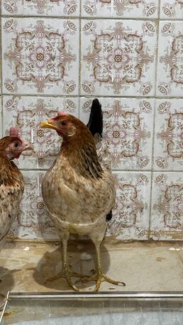SAR 180,  For Sale: 3 Egg-Laying Hens + 1 Rooster (Healthy & Friendly)