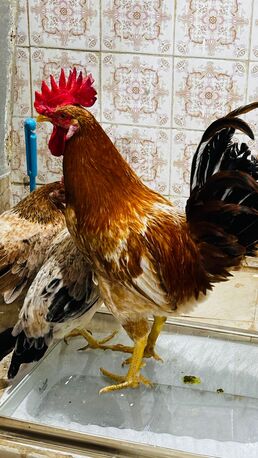 SAR 180,  For Sale: 3 Egg-Laying Hens + 1 Rooster (Healthy & Friendly) photo 2