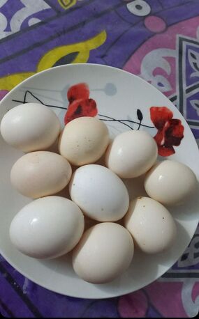 SAR 180,  For Sale: 3 Egg-Laying Hens + 1 Rooster (Healthy & Friendly) photo 3