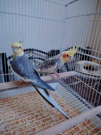 SAR 400,  Cocketail Birds photo 2