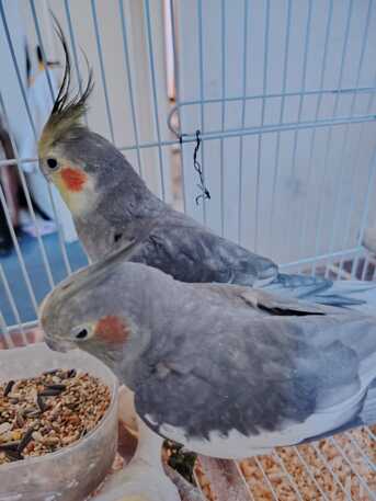 SAR 400,  Cocketail Birds photo 3