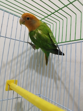 SAR 170,  Active Female Breeder Lovebird – Good For Pairing