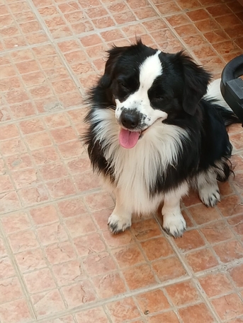 SAR 1,  Pet For Adoption