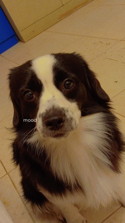 SAR 1,  Pet For Adoption photo 2