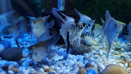 SAR 800,  Fish Aquarium With Fishes photo 2