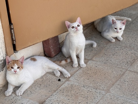 Three Lovely Cats For Free Sale