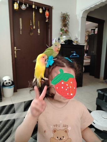SAR 500,  Pair Of Pet Rose Birds For Sale – Includes Cage, 4 Eggs & Bird Food