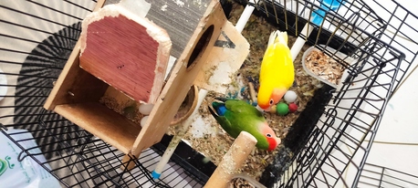 SAR 500,  Pair Of Pet Rose Birds For Sale – Includes Cage, 4 Eggs & Bird Food photo 2