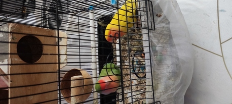 SAR 500,  Pair Of Pet Rose Birds For Sale – Includes Cage, 4 Eggs & Bird Food photo 3