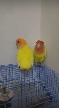 SAR 300,  Lovebirds - Paired And Breeding (lutino-yellow) With Cage photo 1