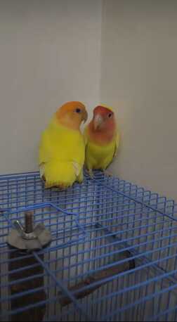SAR 300,  Lovebirds - Paired And Breeding (lutino-yellow) With Cage photo 2
