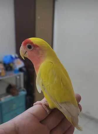 SAR 300,  Lovebirds - Paired And Breeding (lutino-yellow) With Cage photo 3