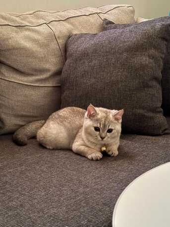 SAR 1800,  CAT -kitten (Scottish Fold 3.5 Months Old)