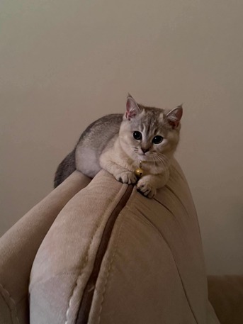 SAR 1800,  CAT -kitten (Scottish Fold 3.5 Months Old) photo 2