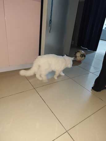 Free Persian Male Cat Looking For A Loving Forever Home 🐾 photo 1