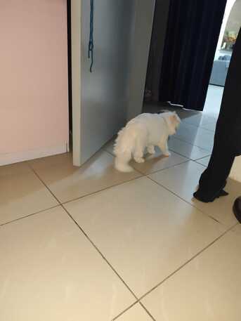 Free Persian Male Cat Looking For A Loving Forever Home 🐾 photo 3