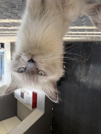 Found A Cat photo 1